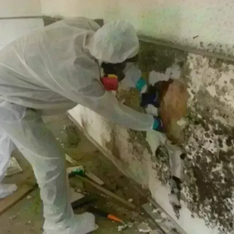 Mold Remediation and Removal in Laguna Beach, CA